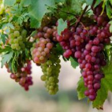 Садівникам та виноградарям: алгоритм одержання держпідтримки (покроково)
