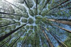 Володимир Зеленський підписав закон щодо проведення національної інвентаризації лісів