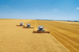 Агропідприємства області – на завершальному етапі збирання ранніх зернових і зернобобових культур