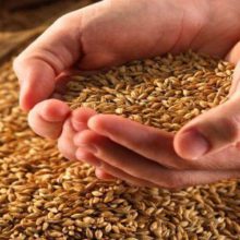 Аграрії Черкащини намолотили перший мільйон зерна нового врожаю