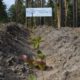 “Мільйон дерев за добу”: черкащани приєдналися до всеукраїнської акції
