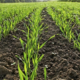 В області намолотили 1,4 млн тонн кукурудзи