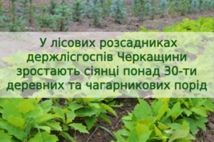 У лісових розсадниках держлісгоспів Черкащини зростають сіянці понад 30-ти деревних та чагарникових порід