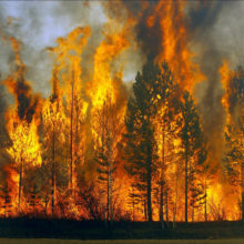 Президент підписав закон про посилення захисту лісів і запобігання пожежам на землях лісового та водного фонду