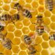 Бджолярам Черкащини минулоріч нарахували більше 12 млн грн державних дотацій