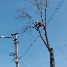 Своєчасна обрізка дерев біля ліній електропередачі – запорука безперервного електропостачання