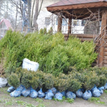 Лісівники Черкащини передали 400 саджанців дерев та кущів для озеленення Авдіївки