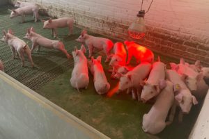 У селі Яснозір’я Черкаського району успішно займаються розведенням свиней, а також вирощуванням зернових