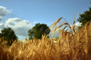 Цьогорічний врожай ранніх зернових є рекордним за всю історію України, — Роман Лещенко