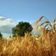 Цьогорічний врожай ранніх зернових є рекордним за всю історію України, — Роман Лещенко