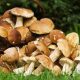 Як уникнути отруєння грибами – рекомендації фахівців Держпродспоживслужби Черкащини