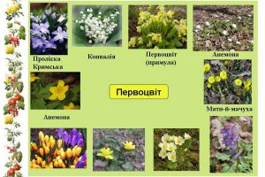 Збережемо ранньоквітучі рослини!