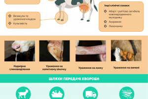 Про ризики занесення вірусу ящуру на територію України