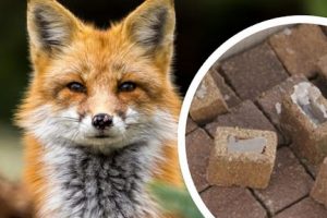 Увага! Стартує весняна кампанія з пероральної імунізації диких м’ясоїдних тварин проти сказу