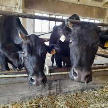 Щодо профілактики та запобігання виникненню ящуру і блутангу (катаральної лихоманки овець)