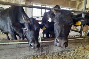 Щодо профілактики та запобігання виникненню ящуру і блутангу (катаральної лихоманки овець)