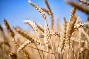 Черкащина вже жнивує