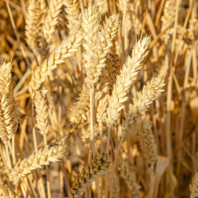 У Черкаському районі в розпалі жнива