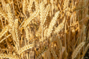 У Черкаському районі в розпалі жнива