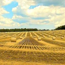 У Черкаському районі фінішували жнива