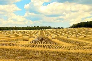 У Черкаському районі фінішували жнива