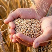 Українські аграрії зібрали понад 15 млн тонн зернових та зернобобових культур