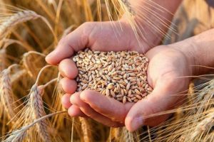 Українські аграрії зібрали понад 15 млн тонн зернових та зернобобових культур