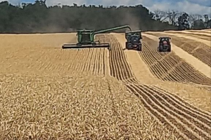 У Черкаському районі тривають  жнива