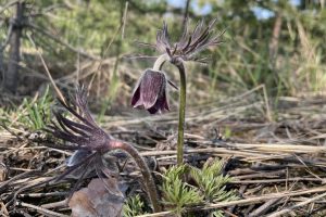 В області продовжують створювати природоохоронні зони