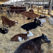 Аграріям, які побудували або реконструювали тваринницькі ферми, відшкодують витрати