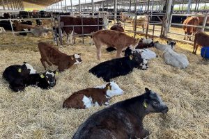 Аграріям, які побудували або реконструювали тваринницькі ферми, відшкодують витрати