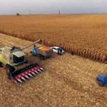 Українські аграрії зібрали майже 30 млн тонн зернових культур