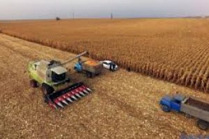 Українські аграрії зібрали майже 30 млн тонн зернових культур