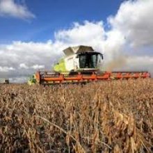 Жнива 2025: зібрано понад 55 млн тонн зернових, зернобобових, олійних культур