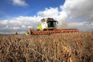 Жнива 2025: зібрано понад 55 млн тонн зернових, зернобобових, олійних культур