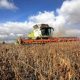 Жнива 2025: зібрано понад 55 млн тонн зернових, зернобобових, олійних культур