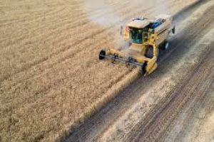 Українські аграрії зібрали понад 31,5 млн тонн зернових і зернобобових