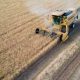 Українські аграрії зібрали понад 31,5 млн тонн зернових і зернобобових