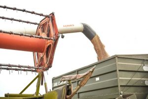 Аграрії Черкащини завершують збір зернових і технічних культур