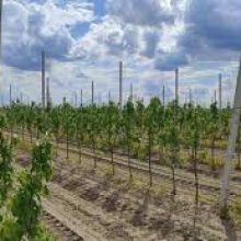Цьогоріч аграрії отримали 70,8 млн грн грантів на сади і теплиці