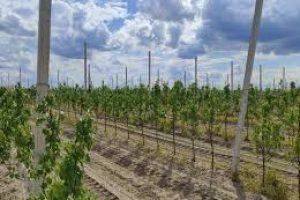 Цьогоріч аграрії отримали 70,8 млн грн грантів на сади і теплиці